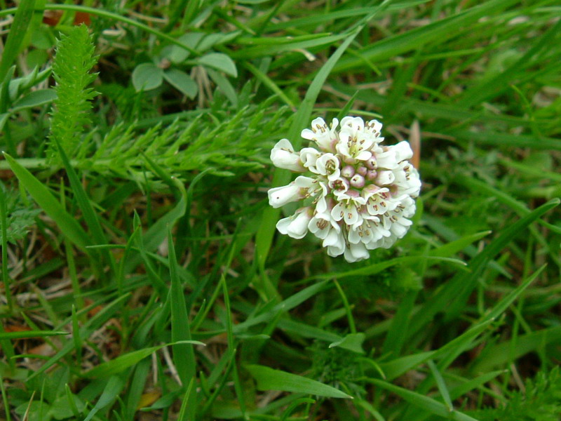 Parco del Gigante:  Microthlaspi perfoliatum (=Thlaspi perfoliatum )